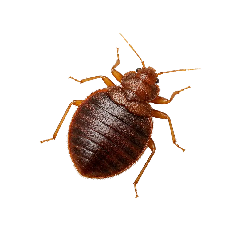 Bed Bug Pest Control service in Bengaluru