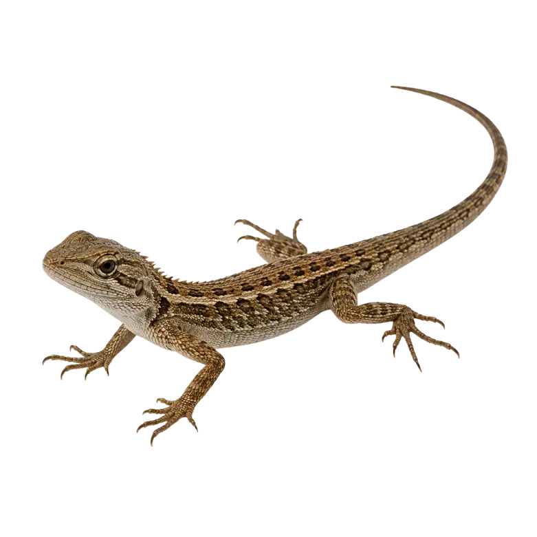 Lizard Pest Control service in Bengaluru