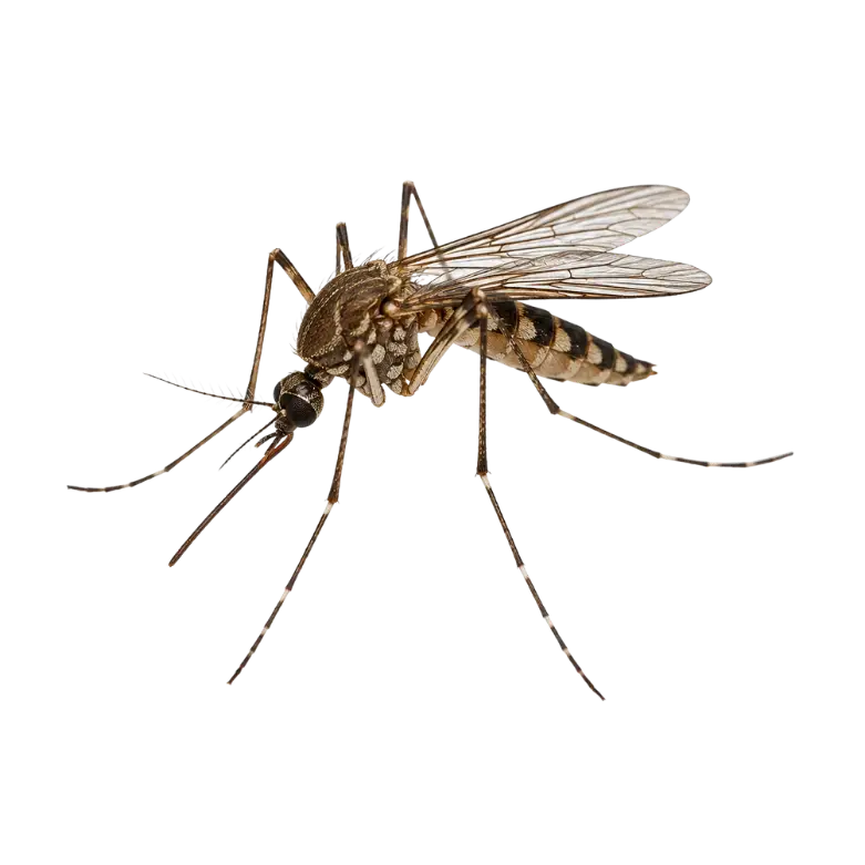 Mosquito Pest Control service in Bengaluru